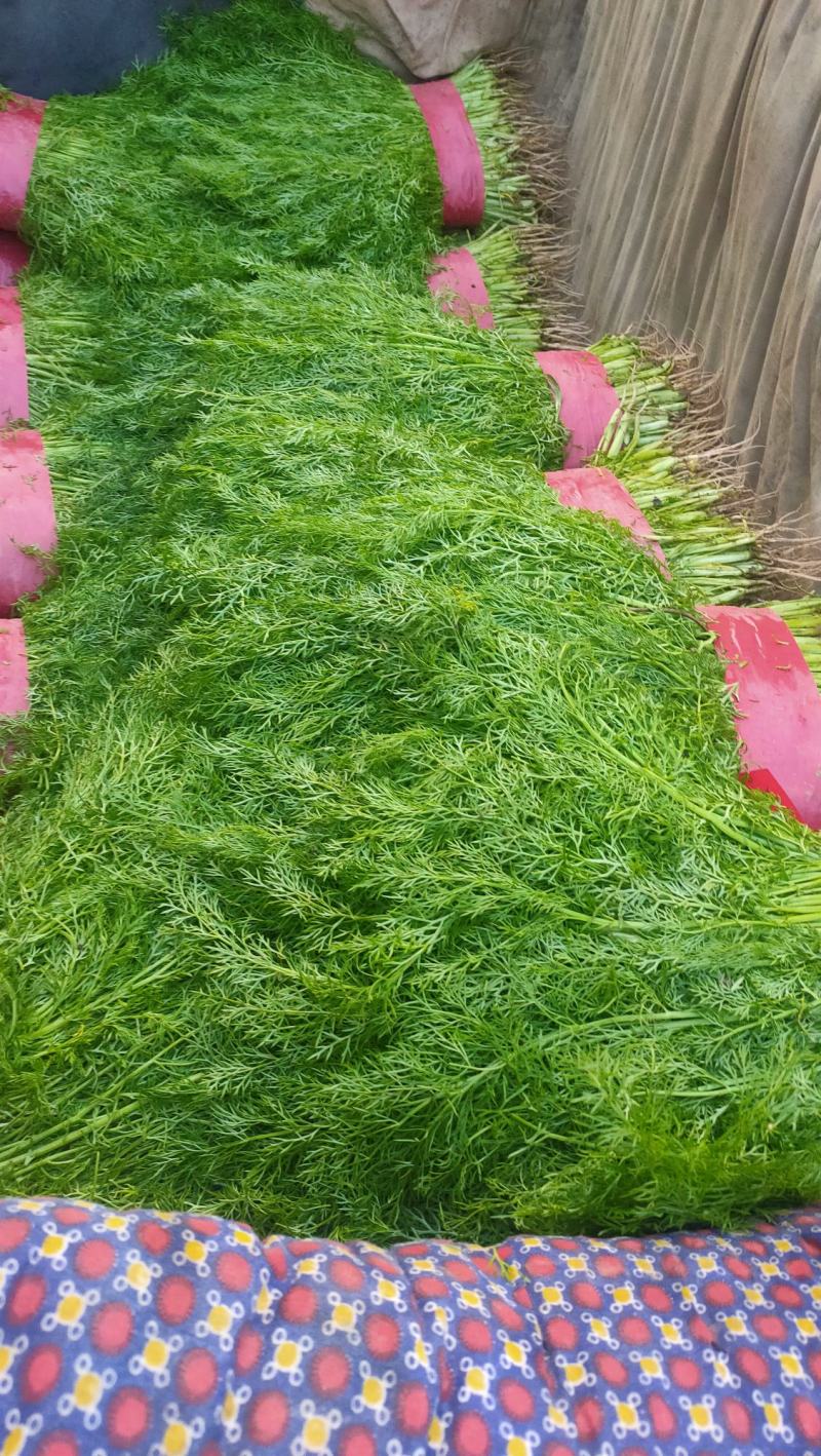 急售！河北茴香，叶面绿！高矮适中可对接电商团购各大批发商