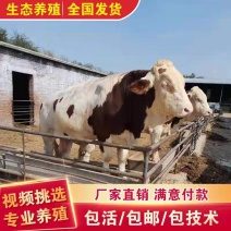 肉牛价格，肉牛犊出售，西门塔尔牛犊，山东西门塔尔牛，