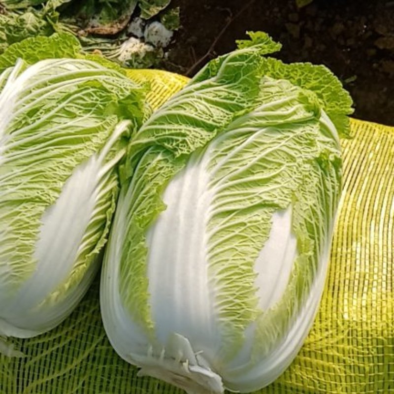 江苏省盐城疏菜基地东区白菜保质保量大量供应