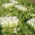 江苏省盐城疏菜基地东区白菜保质保量大量供应