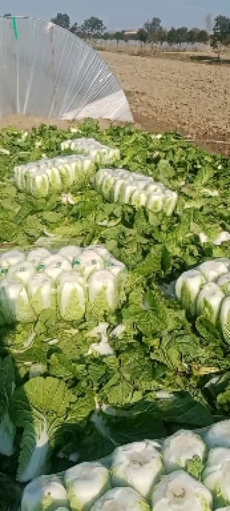 江苏省盐城疏菜基地东区白菜保质保量大量供应