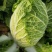 江苏省盐城疏菜基地东区白菜保质保量大量供应