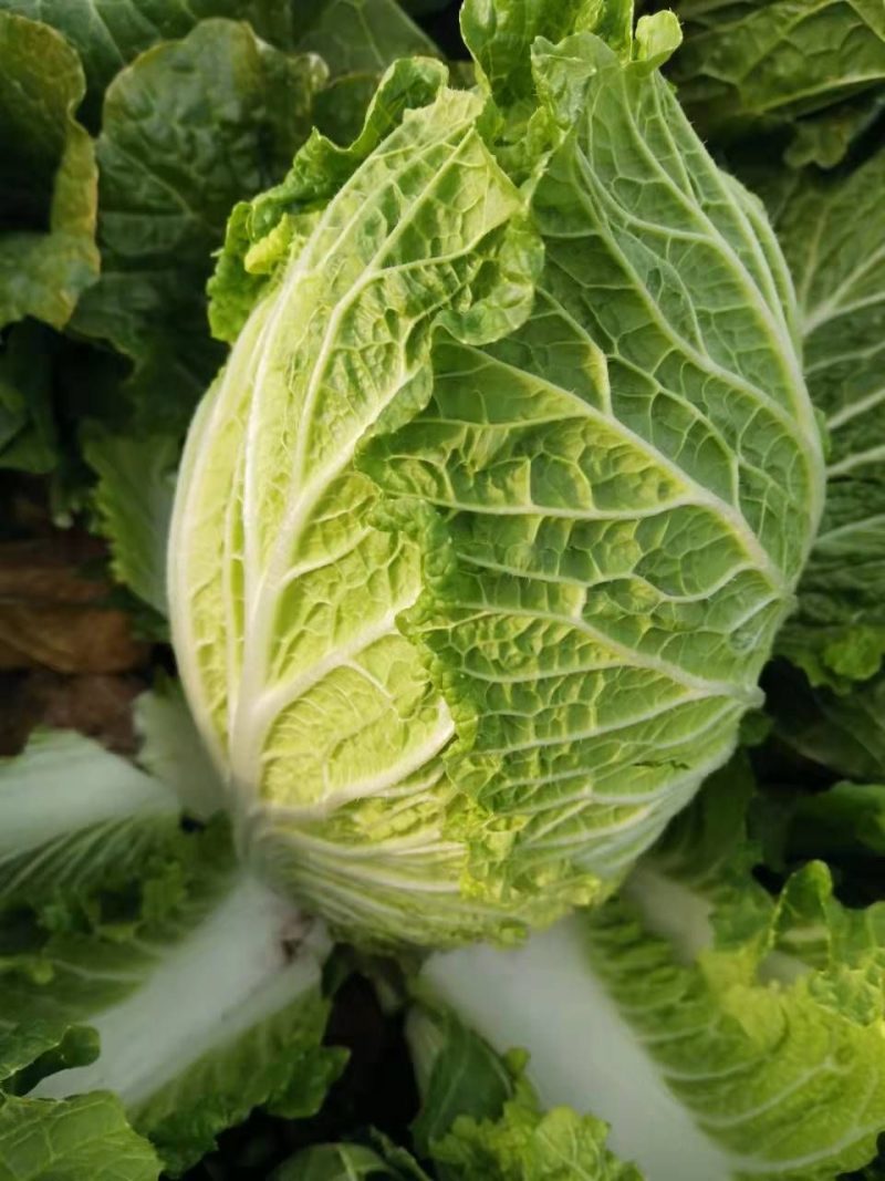 江苏省盐城疏菜基地东区白菜保质保量大量供应