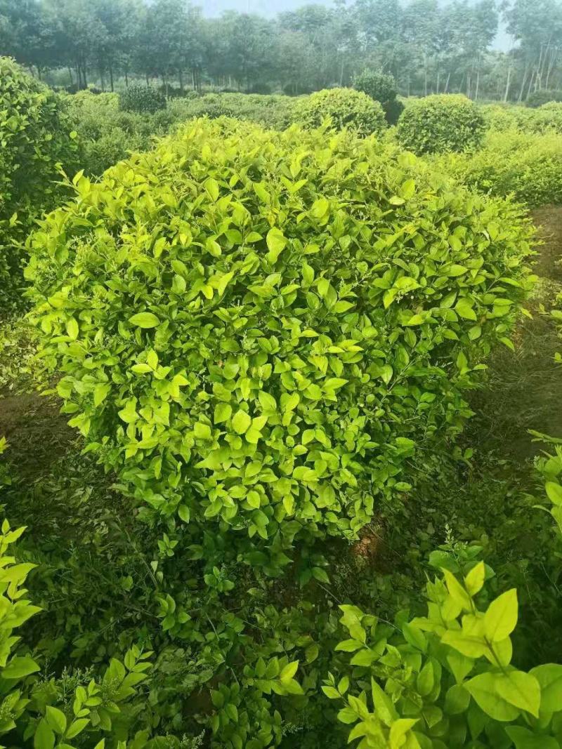 基地出售金叶女贞球，多分支金叶女贞球，规格齐全，货源充足