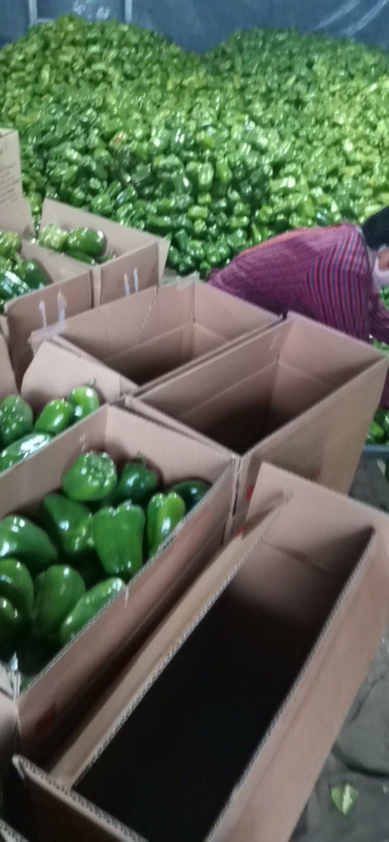 太空椒，园椒大量供应欢迎老板采购，包装，小工
