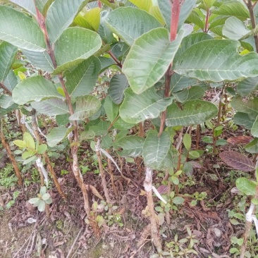 红宝石番石榴苗，苗子靓丽健康，挂出肉红脆又甜，核少多汁，