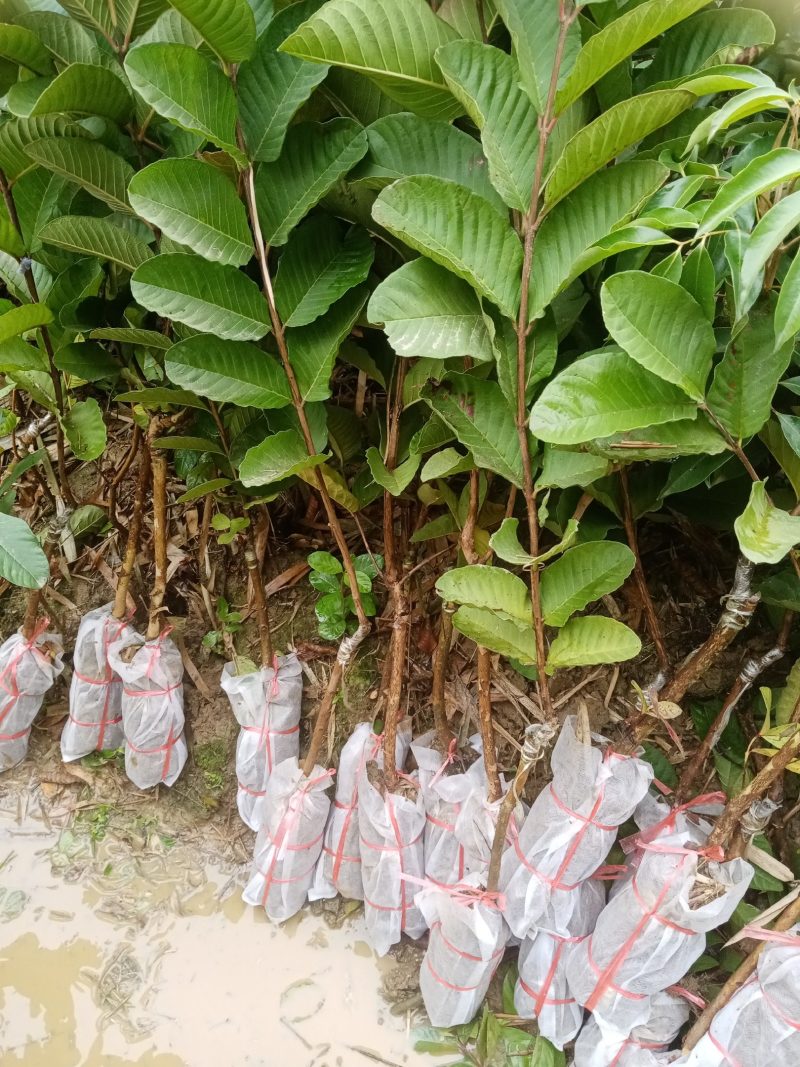 红宝石番石榴苗，苗子靓丽健康，挂出肉红脆又甜，核少多汁，