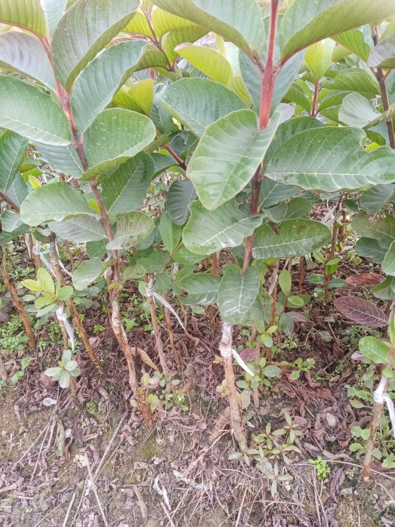 红宝石番石榴苗，苗子靓丽健康，挂出肉红脆又甜，核少多汁，
