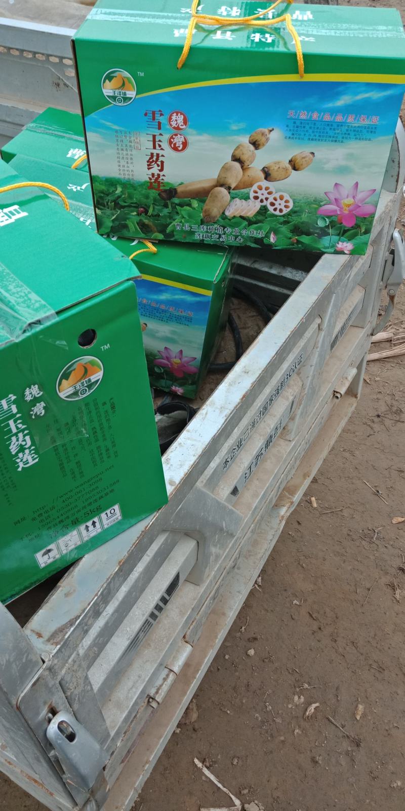 万亩莲藕生产基地