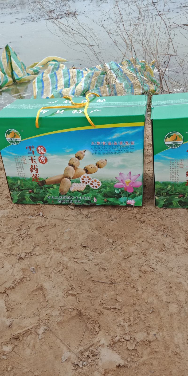 万亩莲藕生产基地