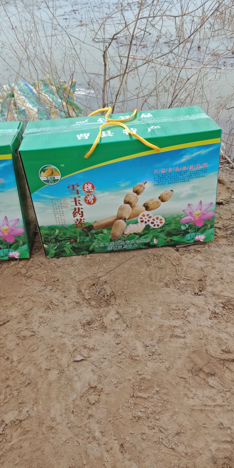 万亩莲藕生产基地