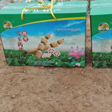 万亩莲藕生产基地