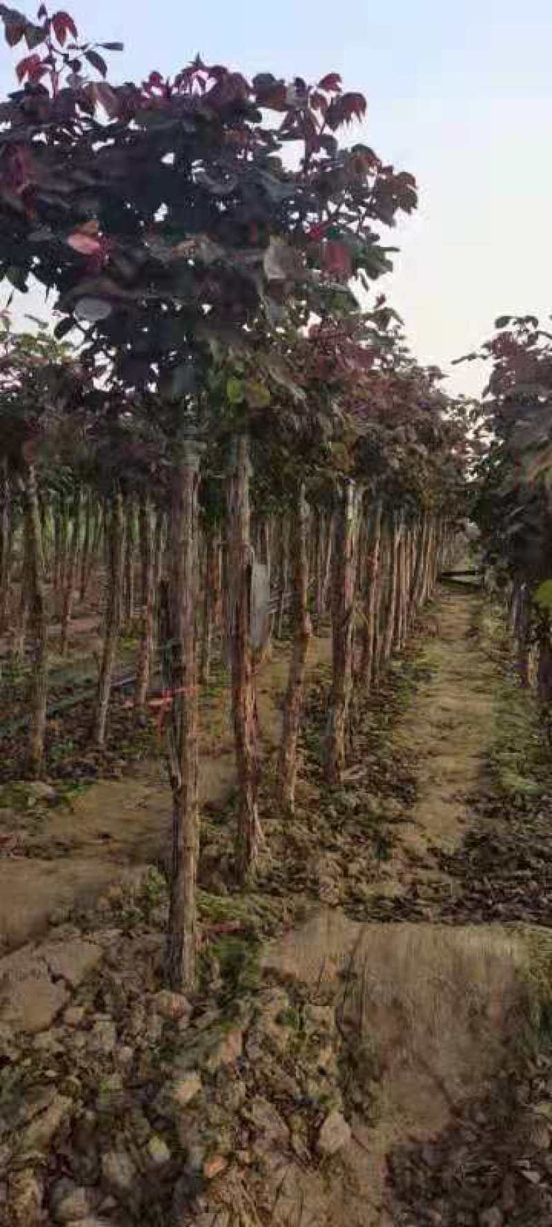 出售树桩月季，独杆大花月季，月季树，棒棒糖多色欧洲月季