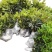 桂花树苗盆栽客厅庭院浓香型四季开花月桂室内外绿植花卉