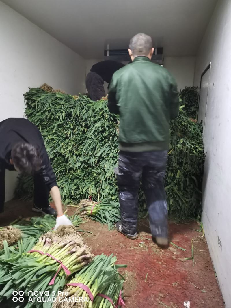 红根蒜苗，原生态蔬菜工黄叶干净打成捆，代收，代发全国各地
