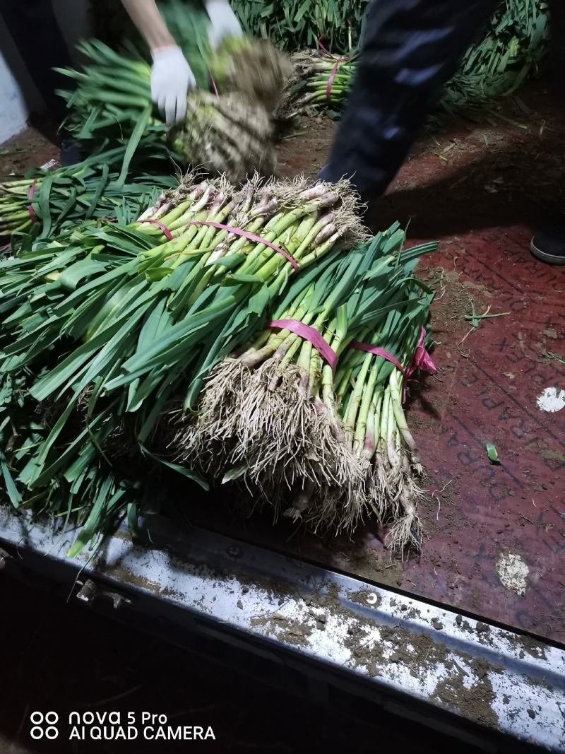 红根蒜苗，原生态蔬菜工黄叶干净打成捆，代收，代发全国各地