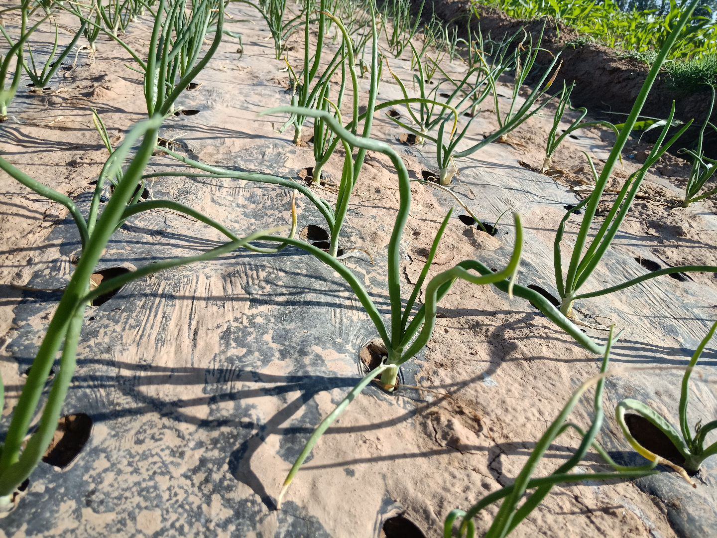 图片说明:一片绿意盎然的芹菜地中,整齐排列的小香葱植株穿插其间,形成条带状分布;小香葱高度略低于芹菜,叶片细长直立,两者共生良好,无明显竞争现象;地面覆盖黑色地膜,滴灌带清晰可见 芹菜与小香葱套种田间实景照片