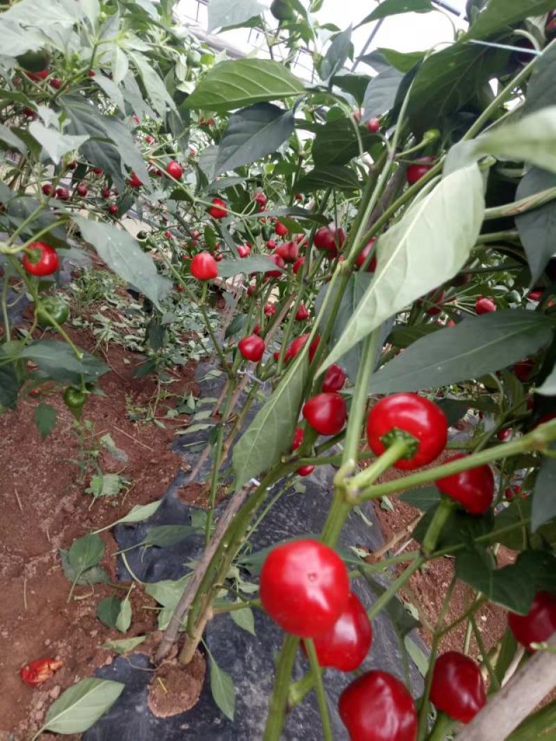 精品泡椒万亩基地产地直销，一手货源，质量保证，