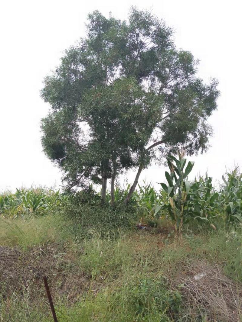精品台湾相思树基地直供，数量多，样式多