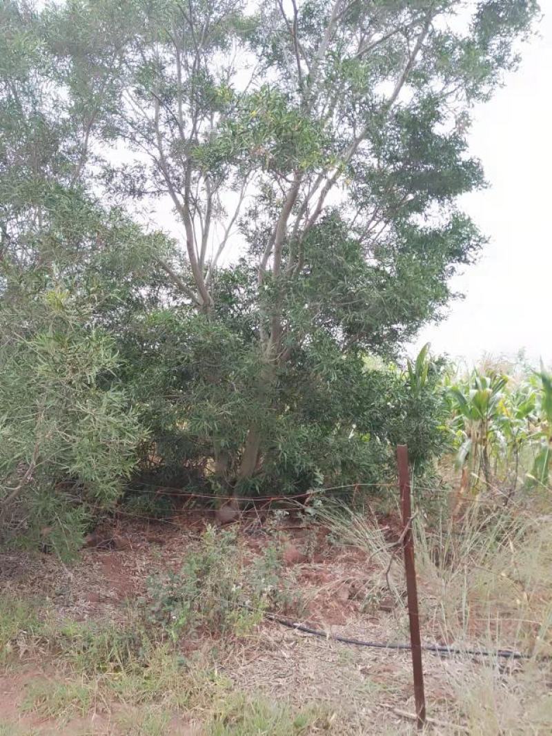 精品台湾相思树基地直供，数量多，样式多