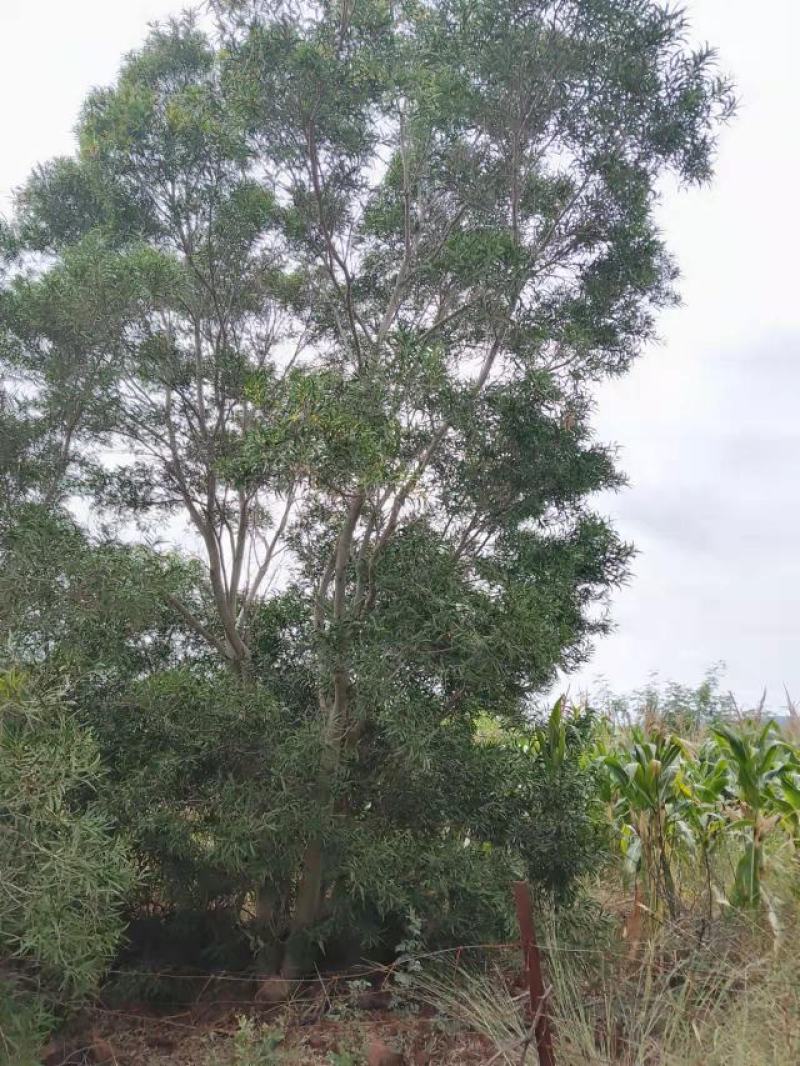精品台湾相思树基地直供，数量多，样式多