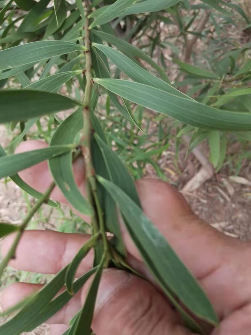 精品台湾相思树基地直供，数量多，样式多