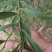 精品台湾相思树基地直供，数量多，样式多