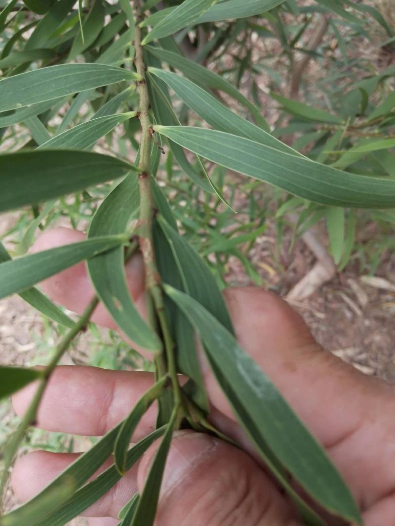 精品台湾相思树基地直供，数量多，样式多