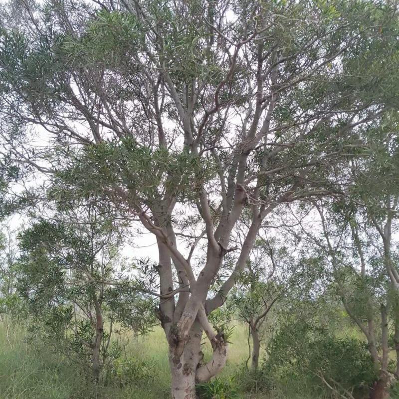 精品台湾相思树基地直供，数量多，样式多
