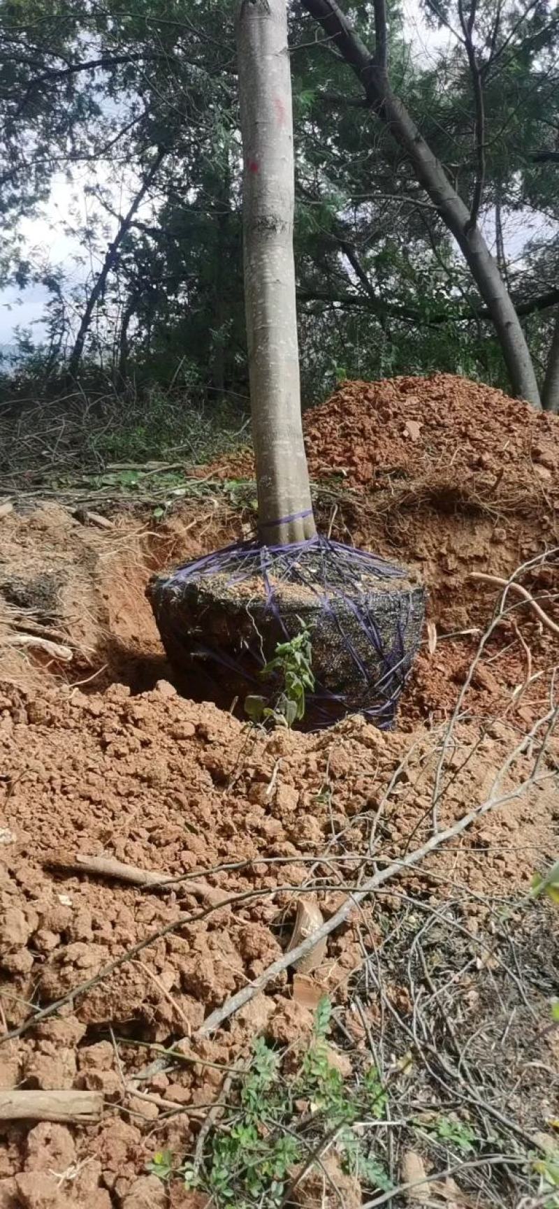 精品金合欢（圣诞树）各种规格要求，基地直供