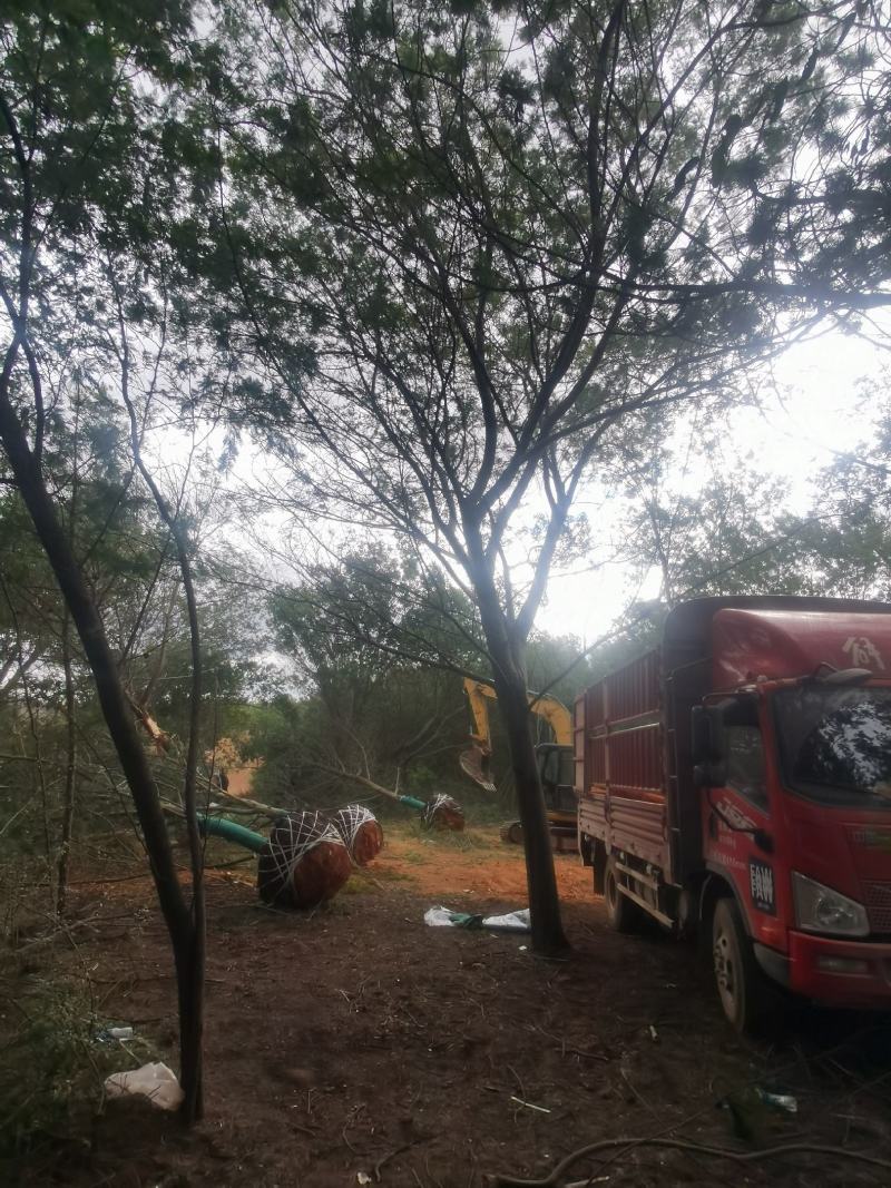 精品金合欢（圣诞树）各种规格要求，基地直供