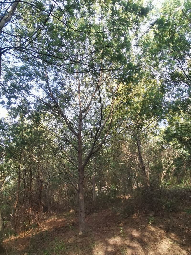 精品金合欢（圣诞树）各种规格要求，基地直供