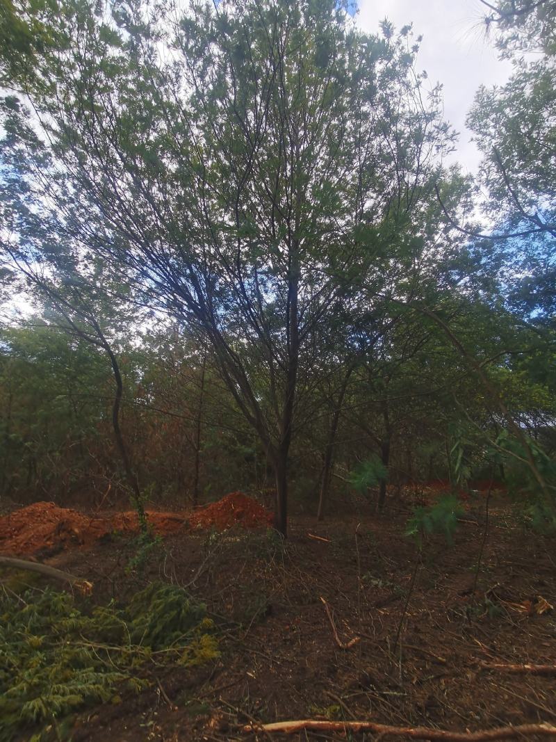 精品金合欢（圣诞树）各种规格要求，基地直供