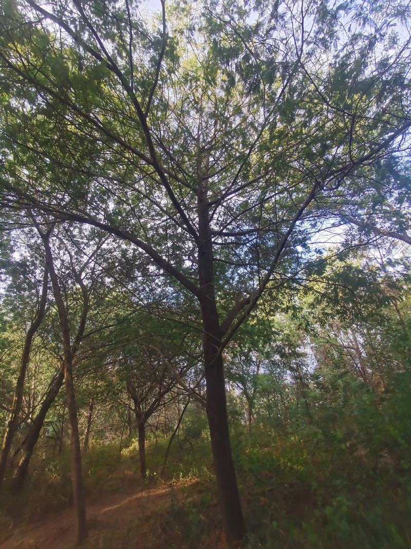 精品金合欢（圣诞树）各种规格要求，基地直供