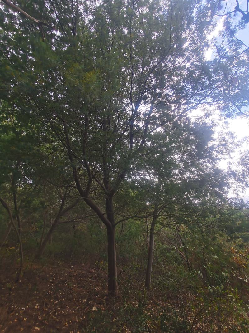 精品金合欢（圣诞树）各种规格要求，基地直供