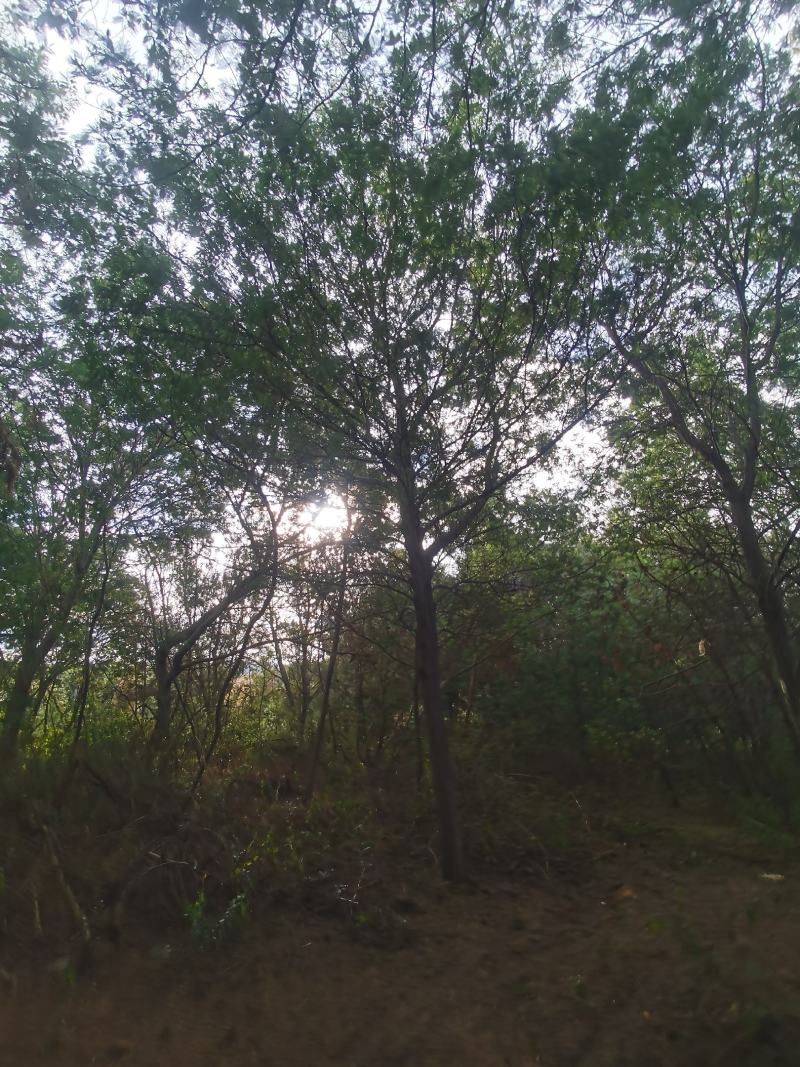 精品金合欢（圣诞树）各种规格要求，基地直供