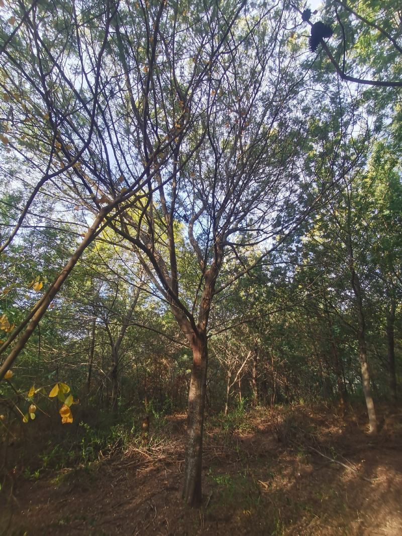 精品金合欢（圣诞树）各种规格要求，基地直供