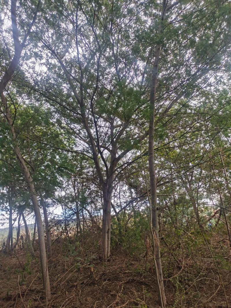 精品金合欢（圣诞树）各种规格要求，基地直供