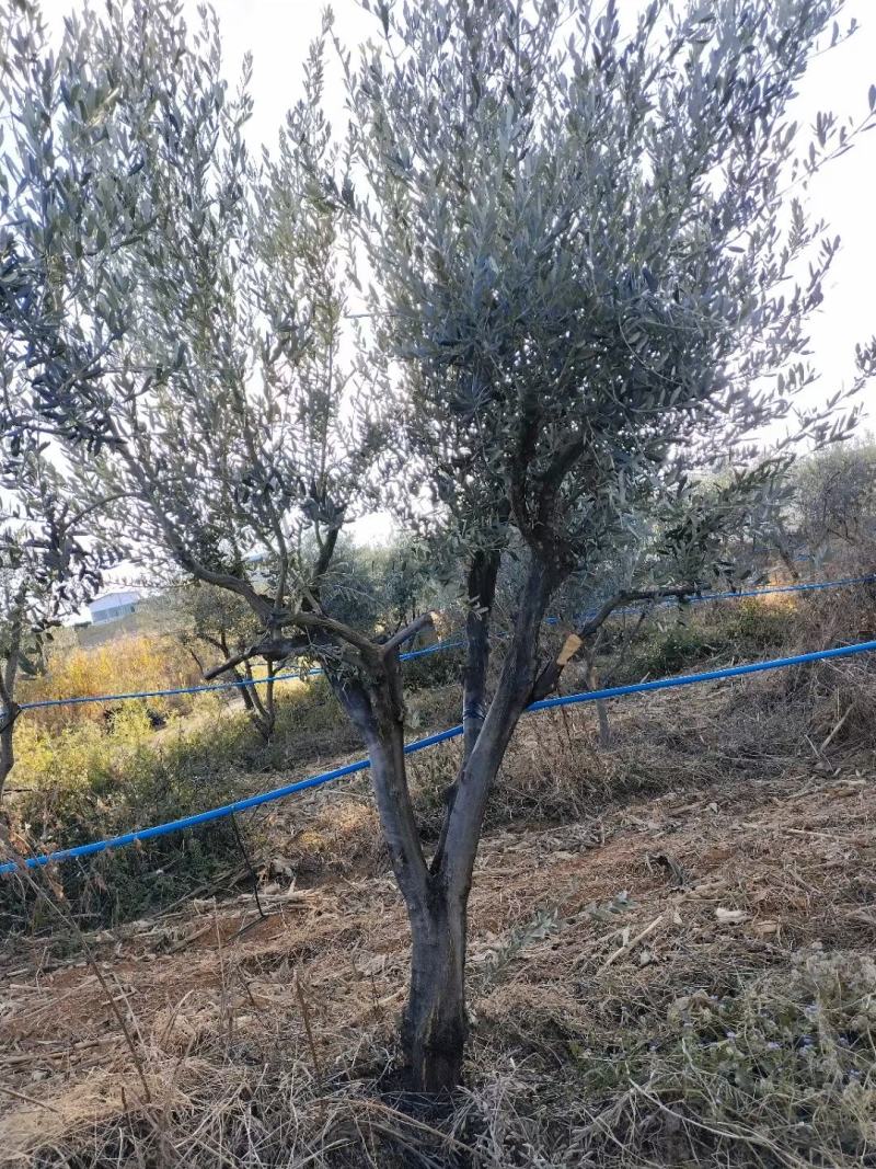 油橄榄树各种规格要求都有，基地直供