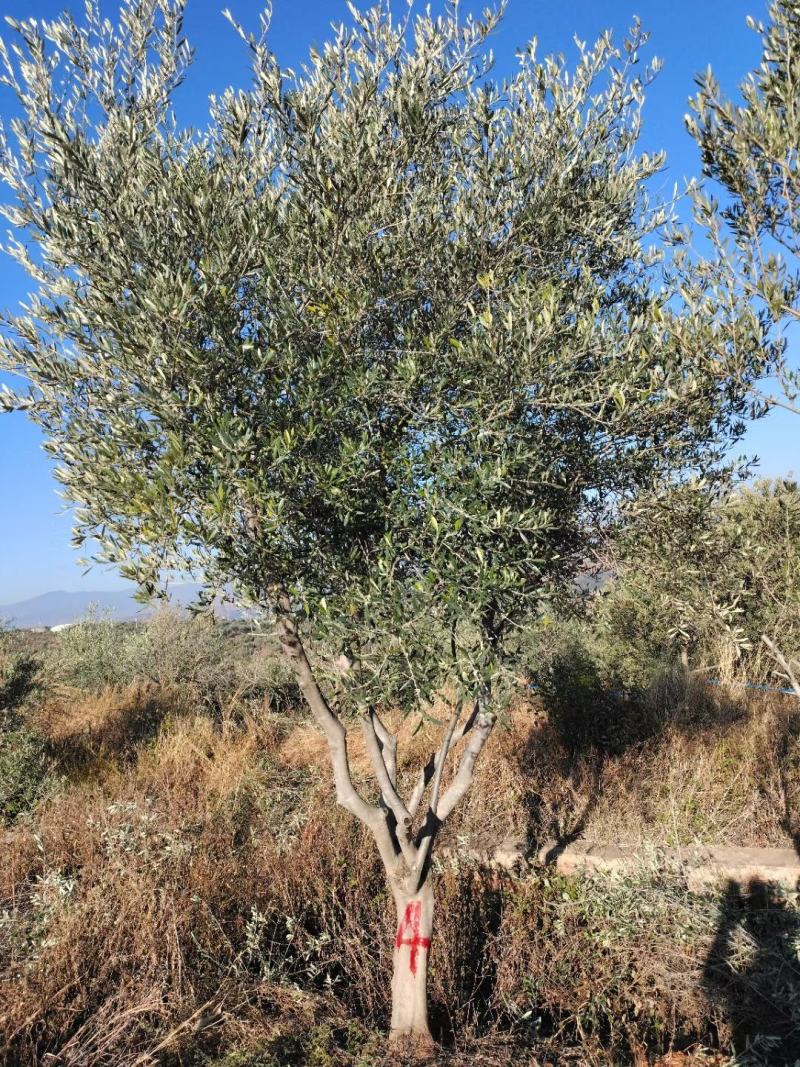 油橄榄树各种规格要求都有，基地直供