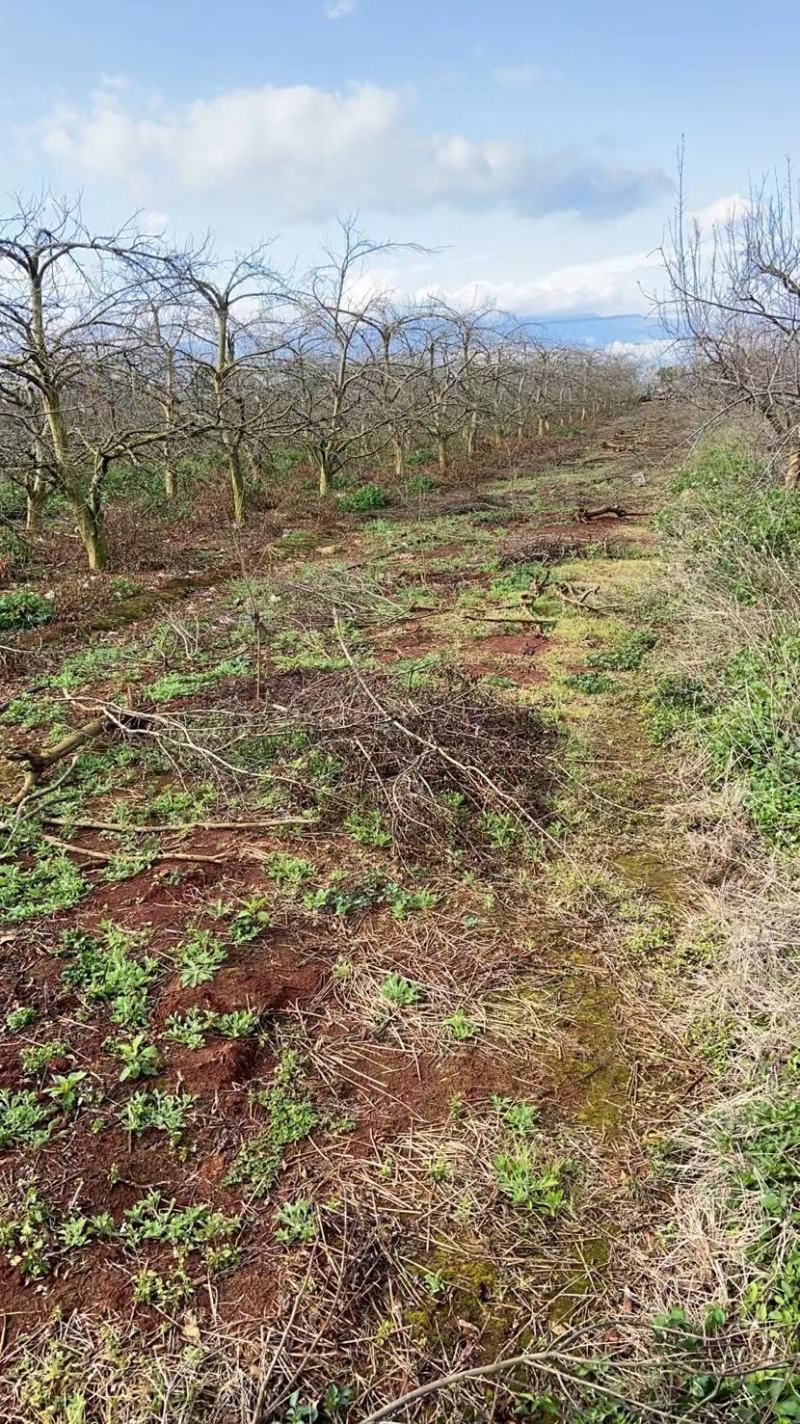 精品石榴树，各种规格要求，基地直供