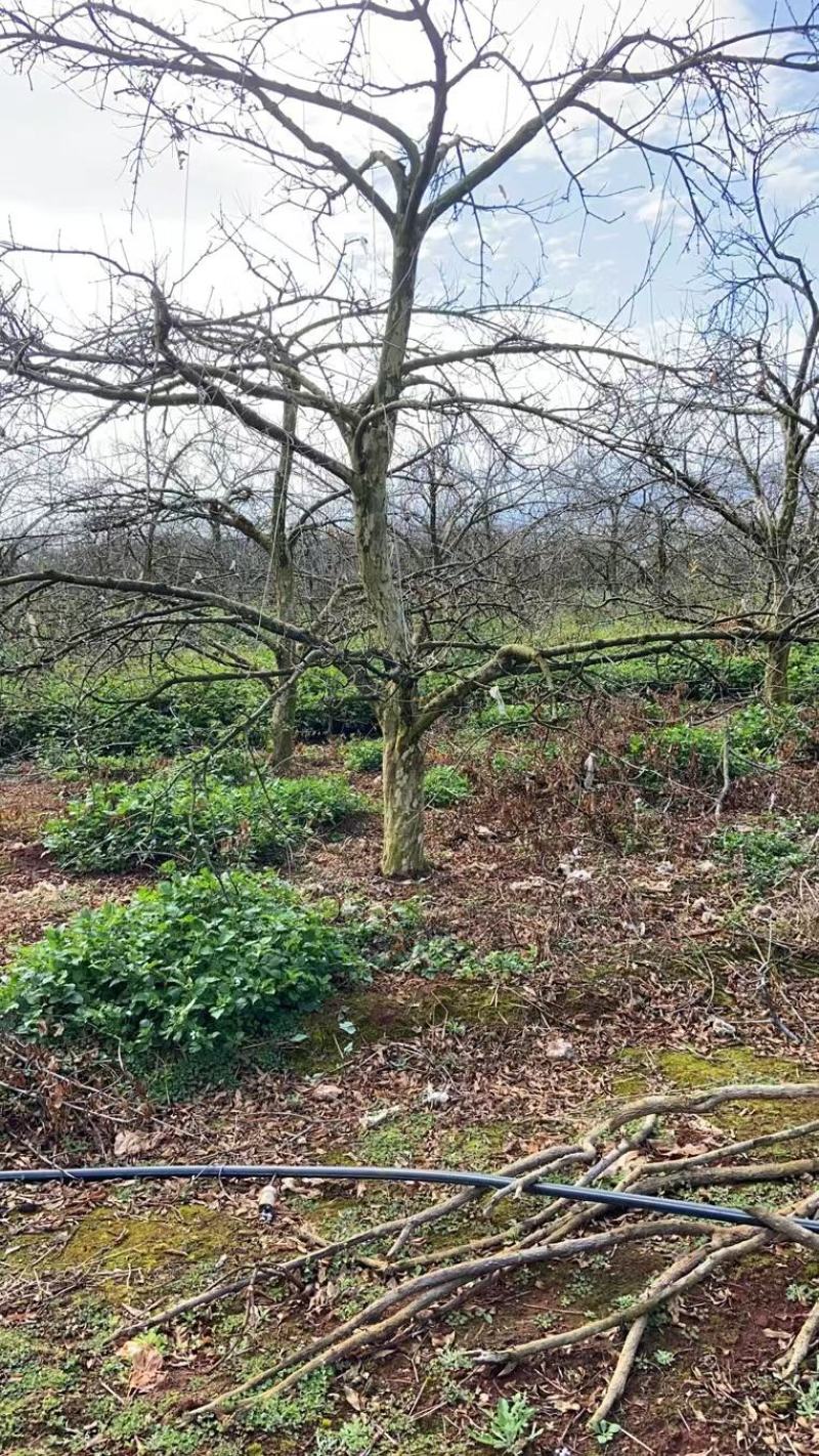 精品石榴树，各种规格要求，基地直供