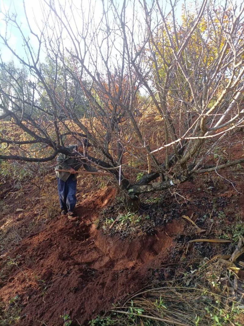 精品山杏树基地直供，各种规格要求