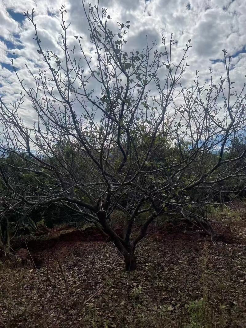 精品山杏树基地直供，各种规格要求