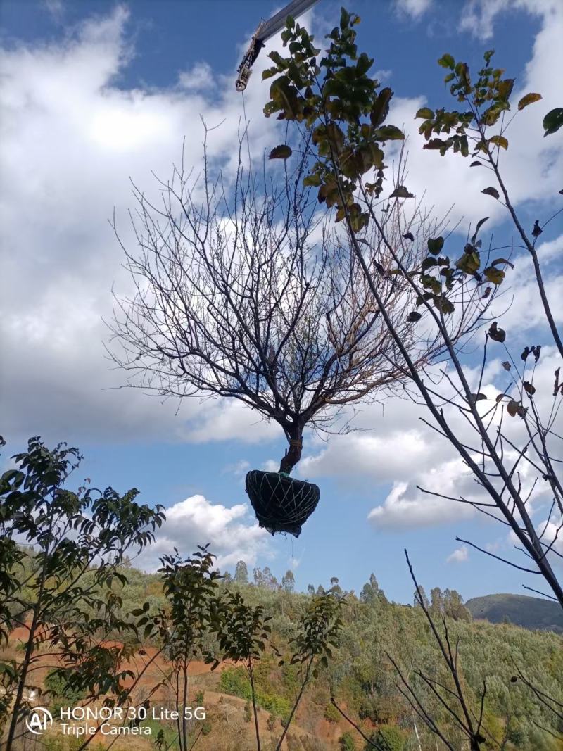 精品山杏树基地直供，各种规格要求