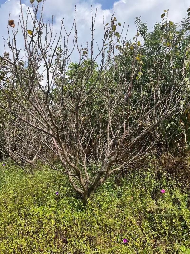 精品山杏树基地直供，各种规格要求