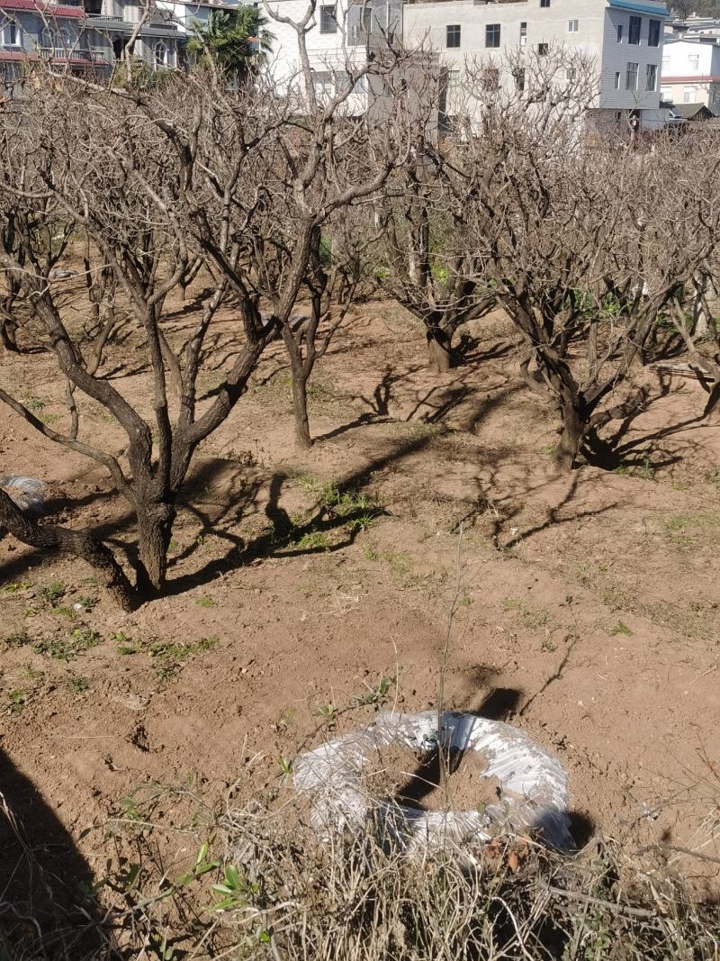 精品山杏树基地直供，各种规格要求