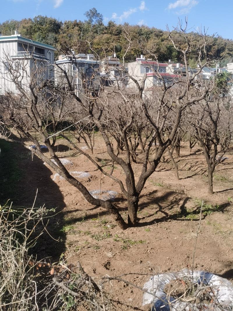 精品山杏树基地直供，各种规格要求