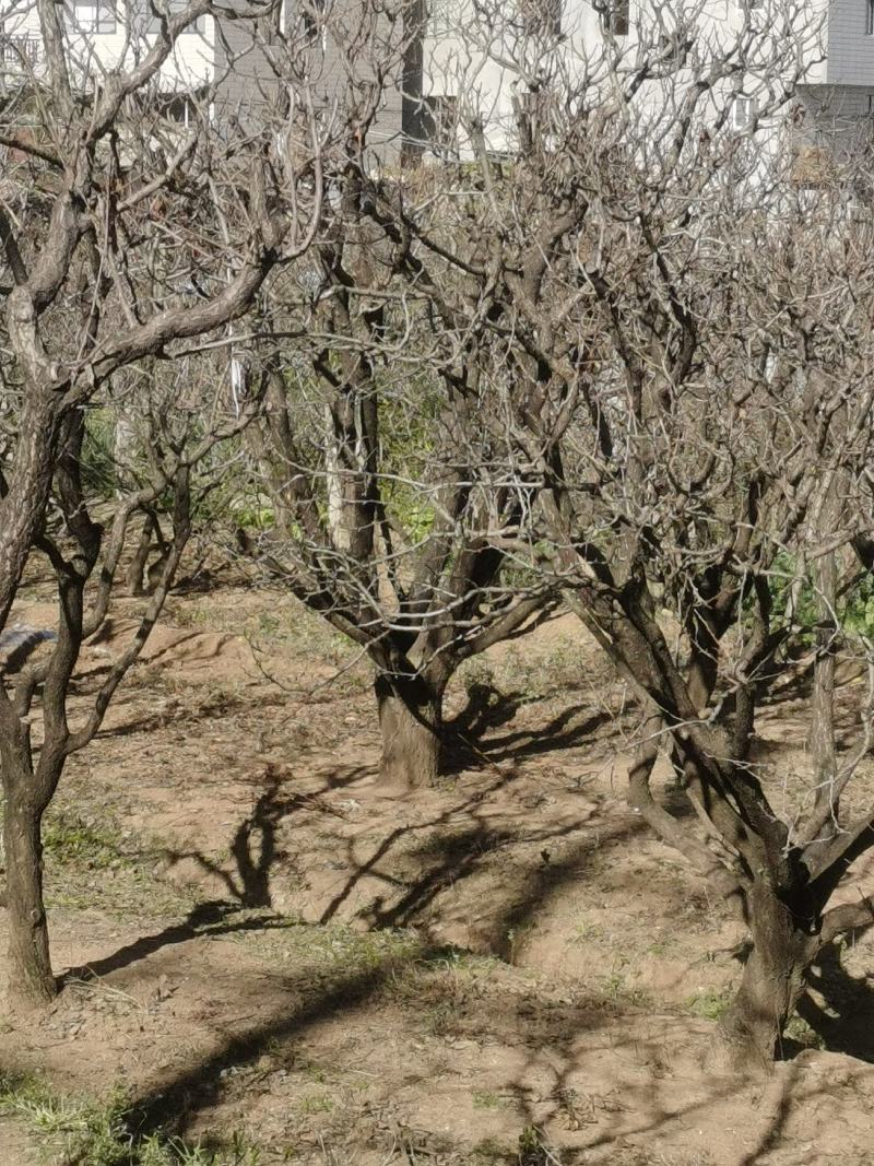 精品山杏树基地直供，各种规格要求