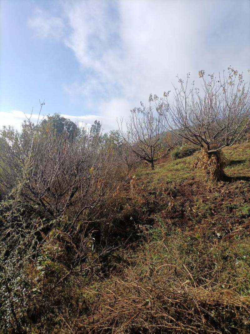 精品山杏树基地直供，各种规格要求